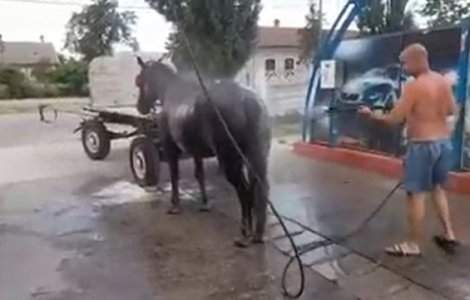 VIDEO Imagini virale în Timiș. Un bărbat și-a răcorit calul la spălătoria auto