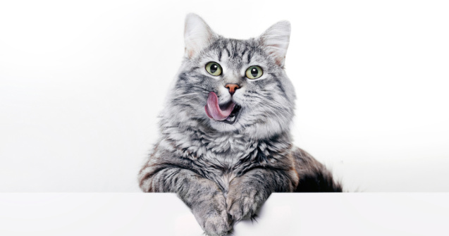 Expoziţie de pisici în Parcul Regal al Castelului Bran în acest weekend