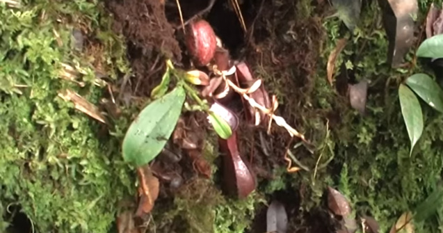 VIDEO Prima plantă carnivoră care vânează prada sub pământ