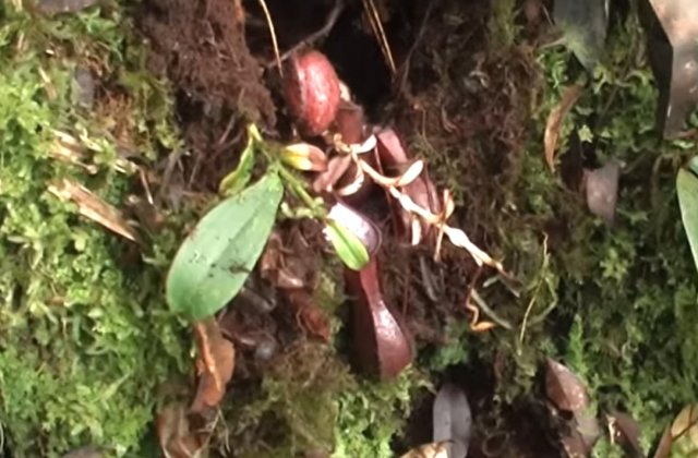 VIDEO Prima plantă carnivoră care v&acirc;nează prada sub păm&acirc;nt