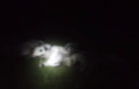 Un cioban din Gorj a murit lovit de fulger. Alături au fost găsite moarte peste 100 de oi