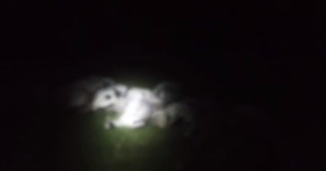 Un cioban din Gorj a murit lovit de fulger