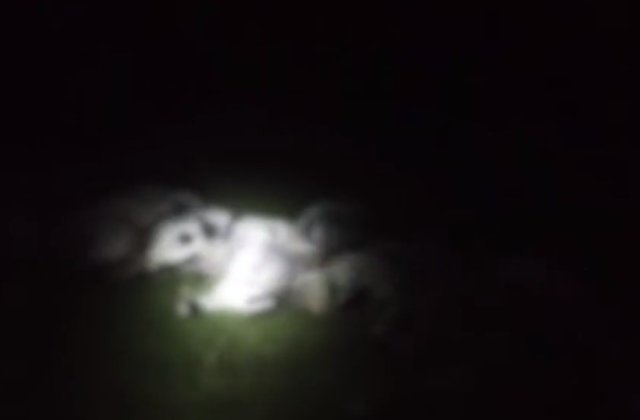 Un cioban din Gorj a murit lovit de fulger. Alături au fost găsite moarte peste 100 de oi 