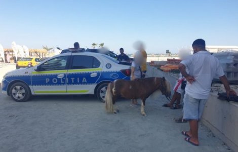 VIDEO Doi ponei exploatați în Năvodari, salvați de polițiști. Animalele au fost duse la adăpost, iar proprietarii amendați