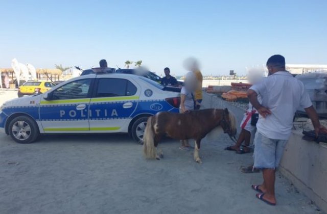 VIDEO Doi ponei exploatați &icirc;n Năvodari, salvați de polițiști. Animalele au fost duse la adăpost, iar proprietarii amendați