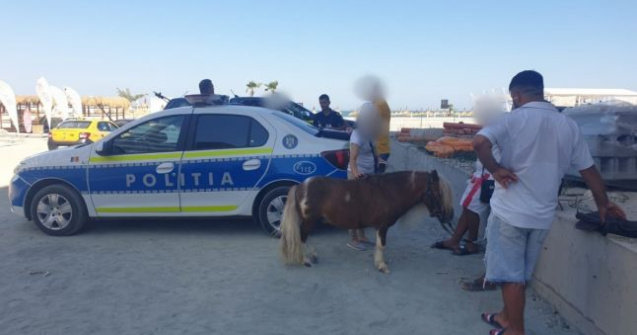 VIDEO Doi ponei exploatați în Năvodari, salvați de polițiști