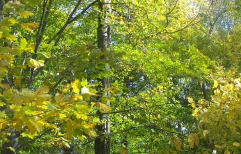 Meteo: Cum va fi vremea in weekend