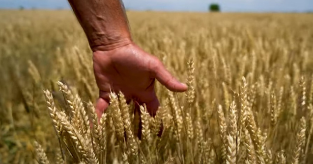 Fermierii cer declararea stării de calamitate