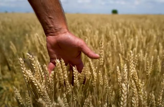 Fermierii cer declararea stării de calamitate. Agricultori: sunt județe &icirc;n care culturile sunt p&acirc;rjolite &icirc;n proporție de 80% 