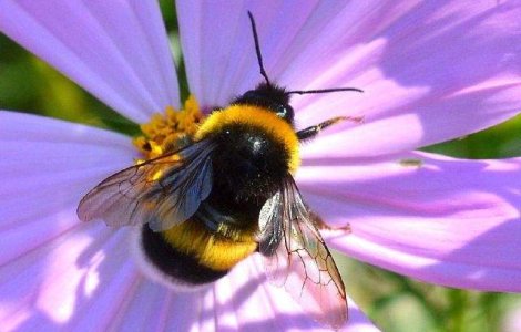 Culturi de legume din vest, polenizate natural de bondari belgieni