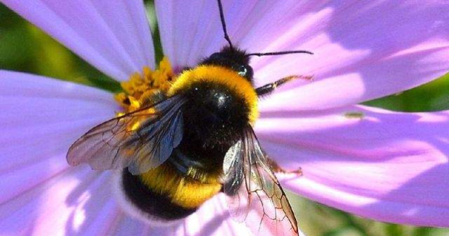 Culturi de legume si fructe din vestul tarii, polenizate natural de bondari adusi din Belgia