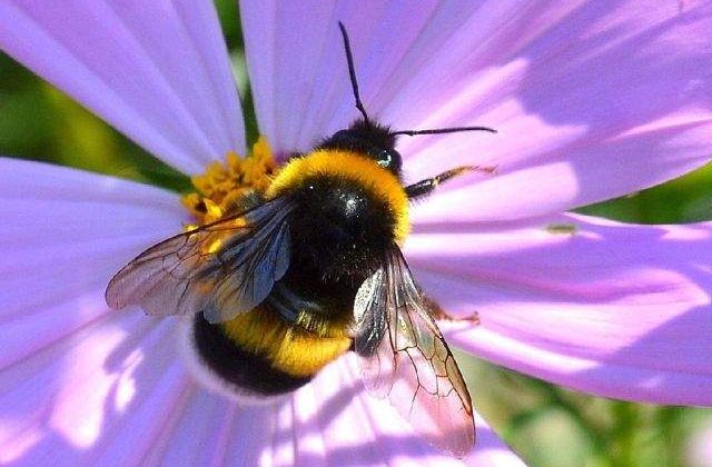 Culturi de legume si fructe din vestul tarii, polenizate natural de bondari adusi din Belgia