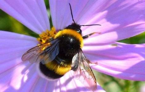 Culturi de legume din vest, polenizate natural de bondari belgieni