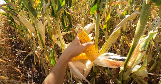 Mii de hectare de porumb, compromise în Arad din cauza secetei fără precedent în 30 de ani