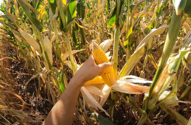 Mii de hectare de porumb, compromise &icirc;n Arad din cauza secetei fără precedent &icirc;n 30 de ani