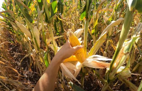 Mii de hectare de porumb, compromise în Arad din cauza secetei fără precedent în 30 de ani