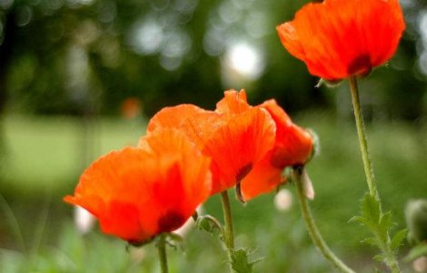  Top  Prognoza meteo: Starea vremii in urmatoarele doua saptamani