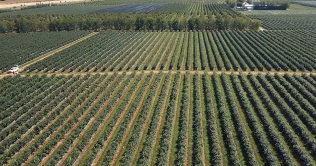 Afacere profitabilă pentru România. Un hectar cultivat aduce câștiguri de peste 20.000 de euro