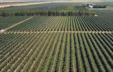 Afacere profitabilă pentru România. Un hectar cultivat aduce câștiguri de peste 20.000 de euro