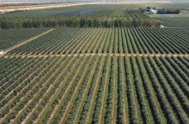 Afacere profitabilă pentru Rom&acirc;nia. Un hectar cultivat aduce c&acirc;știguri de peste 20.000 de euro 
