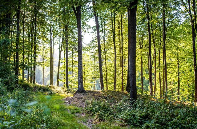 Prognoza meteo ANM pentru vineri, 29 iulie. Vremea se va menține călduroasă &icirc;n cea mai mare parte a țării 