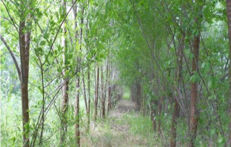 (P) Premiera in mediul ONG din Romania: Asociatia ViitorPlus a inaugurat o padure