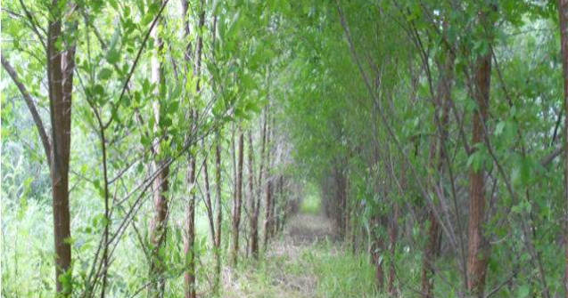 (P) Premiera in mediul ONG din Romania: Asociatia ViitorPlus a inaugurat o padure