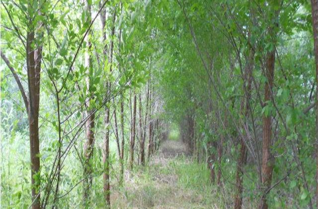 (P) Premiera in mediul ONG din Romania: Asociatia ViitorPlus a inaugurat o padure