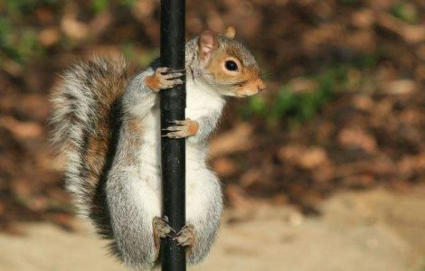  Top   Foto  Zece imagini haioase cu animale care te vor binedispune