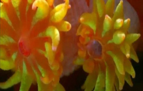  Video  Marea Bariera de Corali: UNESCO cere Australiei garantii de protectie