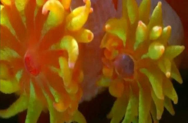 [VIDEO] Marea Bariera de Corali: UNESCO cere Australiei garantii de protectie