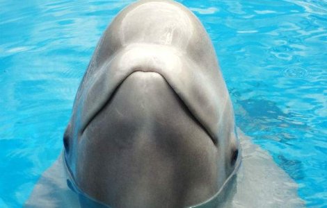 O balena alba, probabil unica din emisfera sudica, reperata langa Sydney