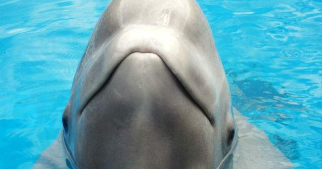 O balena alba, probabil unica din emisfera sudica, reperata langa Sydney