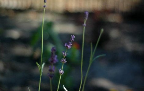  Top  Prognoza meteo: Cum va fi vremea in urmatoarele doua saptamani