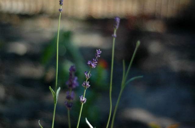 Prognoza meteo: Cum va fi vremea in urmatoarele doua saptamani