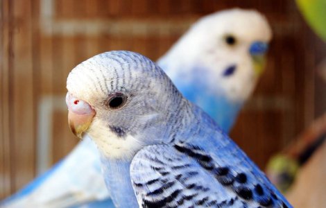 Cercetata pentru inselaciune pentru ca a vandut o pasare nevorbitoare