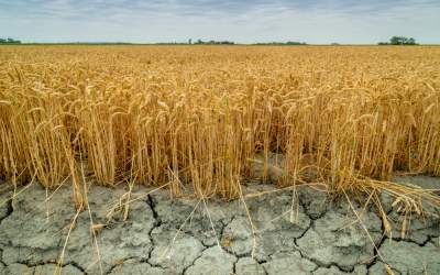 Seceta din România a afectat...