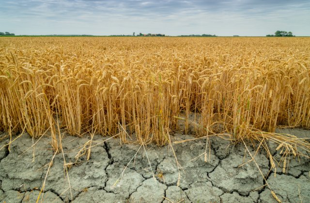 Seceta din Rom&acirc;nia a afectat peste 230.000 de hectare de teren