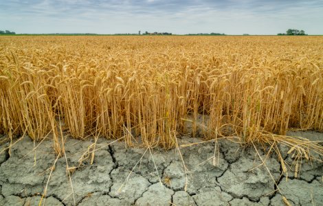 Seceta din România a afectat peste 230.000 de hectare de teren