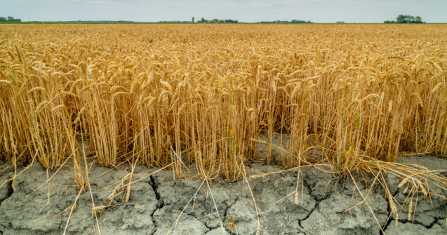 Seceta din România a afectat peste 230.000 de hectare de teren