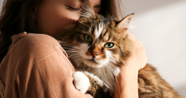 Ziua Internațională a pisicii. Cele mai potrivite cadouri pentru prietenul tău