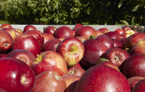 Rusia interzice importul produselor agricole din Republica Moldova