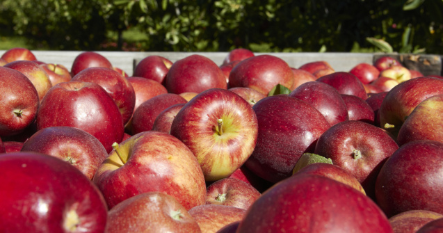 Rusia interzice importul produselor agricole din Republica Moldova