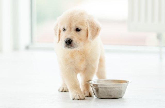 Alimentația puiului de c&acirc;ine: Ce trebuie să știi?