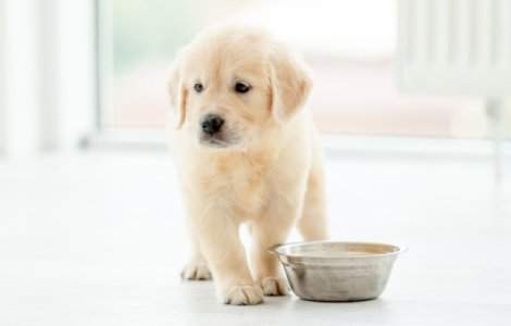 Alimentația puiului de câine: Ce trebuie să știi?