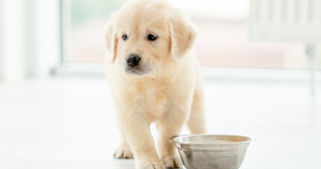 Alimentația puiului de câine: Ce trebuie să știi?
