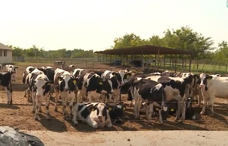 Fermele de vaci din România se închid rând pe rând. „Sectorul e distrus aproape spre 100%”