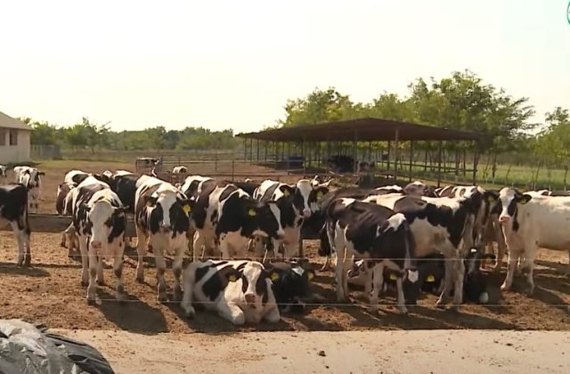 Fermele de vaci din Rom&acirc;nia se &icirc;nchid r&acirc;nd pe r&acirc;nd. &bdquo;Sectorul e distrus aproape spre 100%&rdquo;
