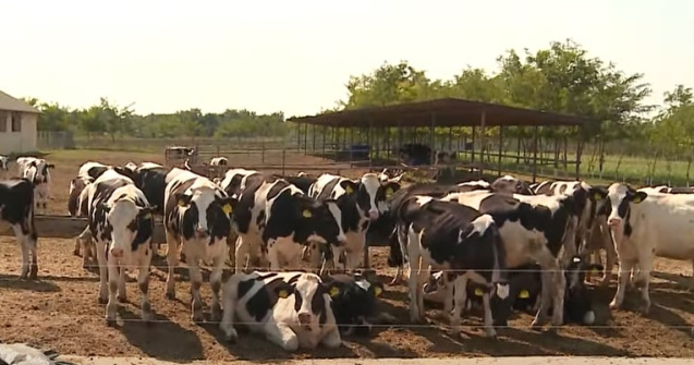 Fermele de vaci din România se închid rând pe rând. „Sectorul e distrus aproape spre 100%”