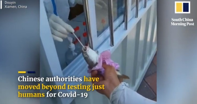 Peşti vii, testaţi PCR într-un oraş din China unde au apărut 40 de cazuri COVID